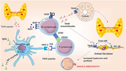 graves disease research paper